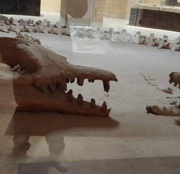 Overday to El-Fayoum Oasis 